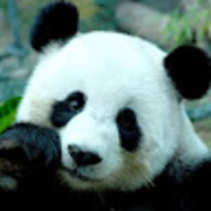 Meet your Posher, Paulina